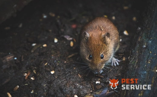 Дератизация в Елабуге